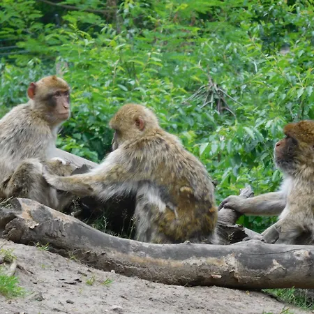 Alpesi faház Am Waldesrand