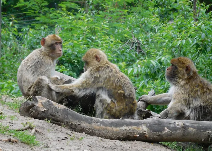 Chalet Am Waldesrand